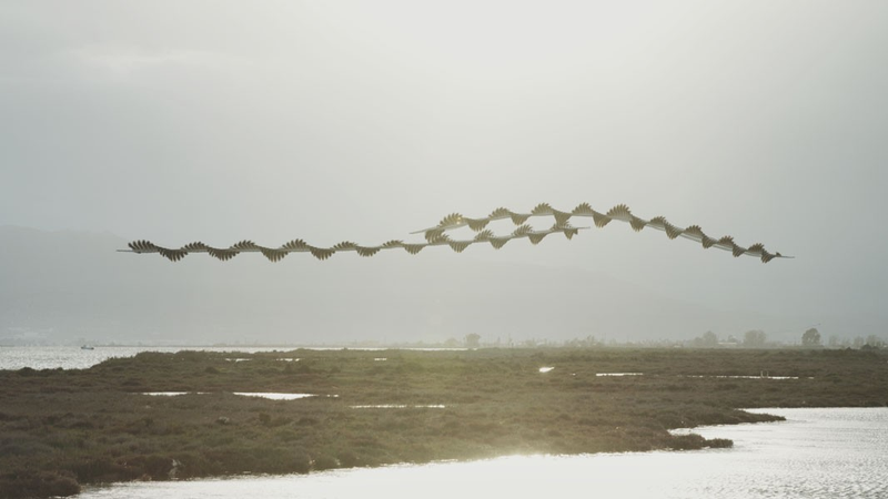 Illustration for article titled You've Never Seen Birds Fly Like This Before